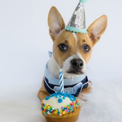 The Doggie Bag 36 Photos 38 Reviews Pet S 1070 Pleasant Photo Of The Doggie Bag Roseville Ca United States I Love Taking