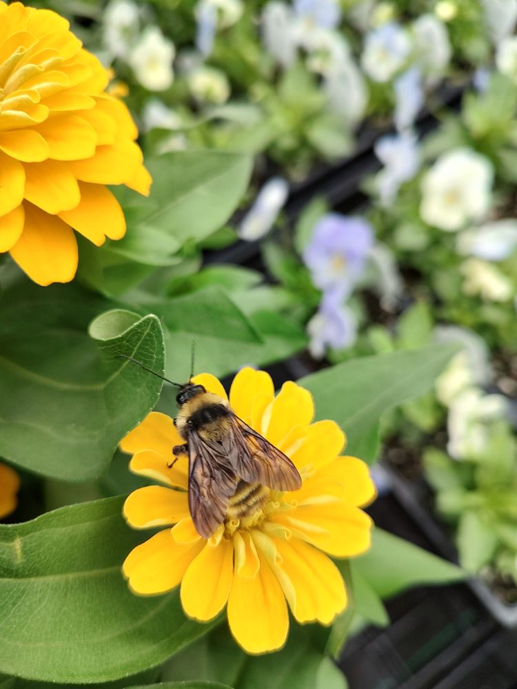 Pinecone Home and Garden Center