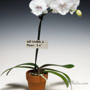 Norman's Orchid Nursery - 431 Photos & 86 Reviews ...