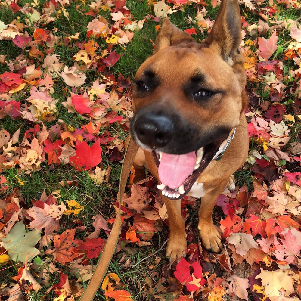 South Weymouth Dogwalker 12 Photos Dog Walkers South Weymouth, MA