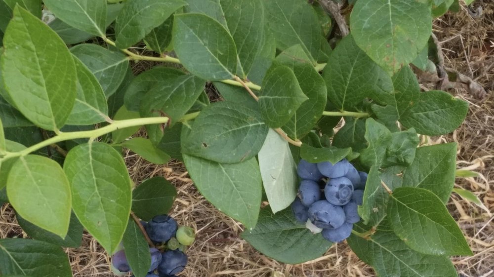Murphy Orchard