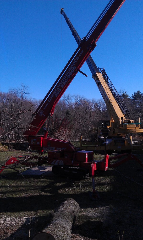Weston Arborists
