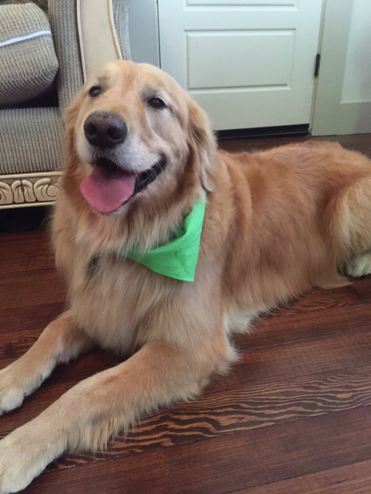 daycare sacramento brought my 105lb golden won t stop commenting that he s so soft and so pretty daycare sacramento brought my 105lb golden won t stop commenting that he s so soft and so pretty