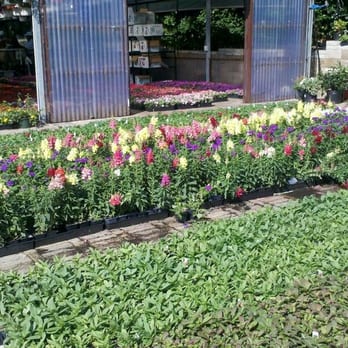 Ruibal S Plants Of Texas 11 Photos 14 Reviews Nurseries Photo Of Ruibal S Plants Texas Dallas Tx United States