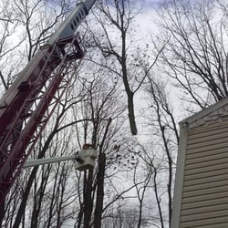 Photo of Angry Al's Tree Service - Middletown, PA, United States Tree Service Middletown Tree Service Middletown Photo of Angry Al's Tree Service - Middletown, PA, United States