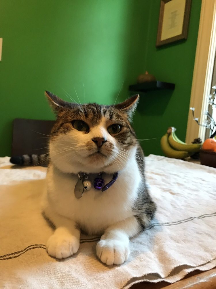 PAWS Cat City