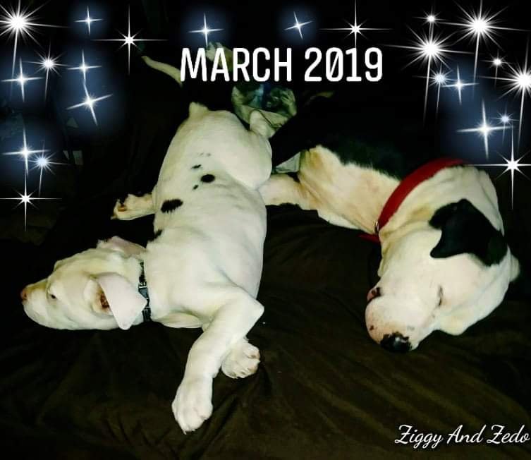 Little Caesar's Pizza