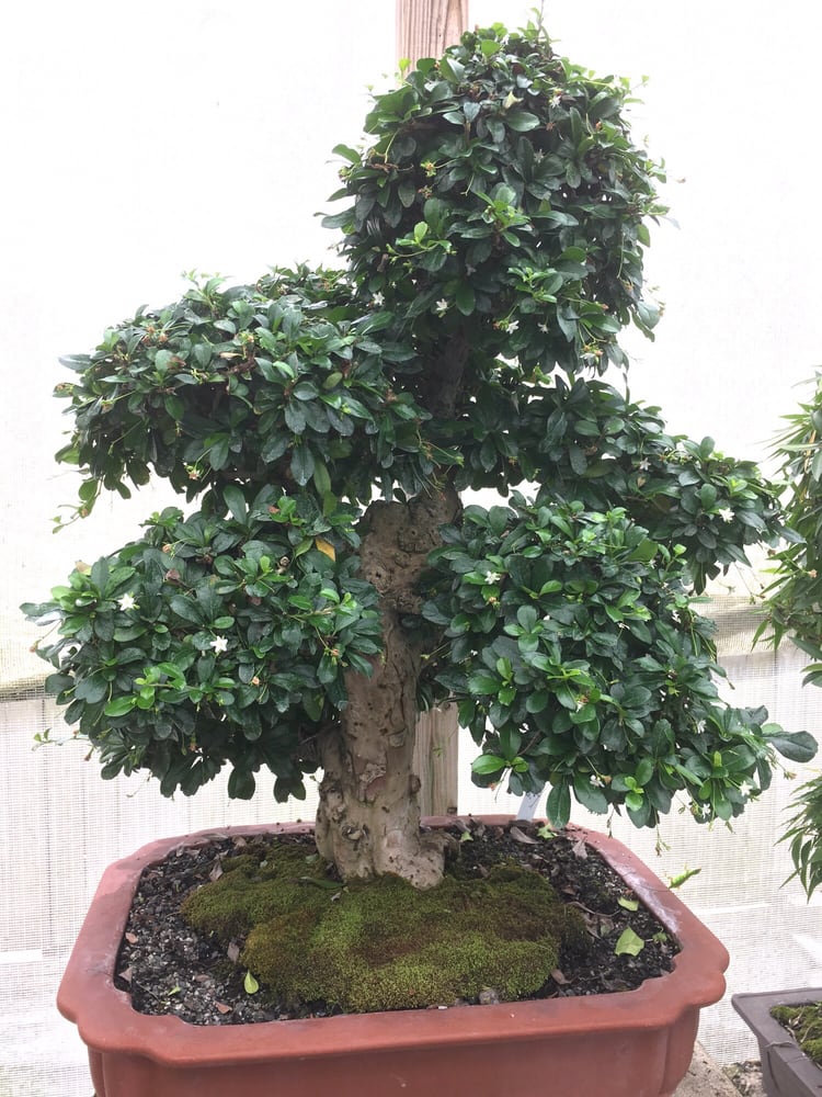 photos for bonsai by