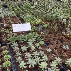 Malone S Nursery 14 Photos Nurseries Gardening 100 Radio Rd Photo Of Malone S Nursery Charlotte Nc United States