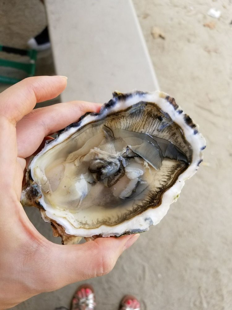 Oyster Boys
