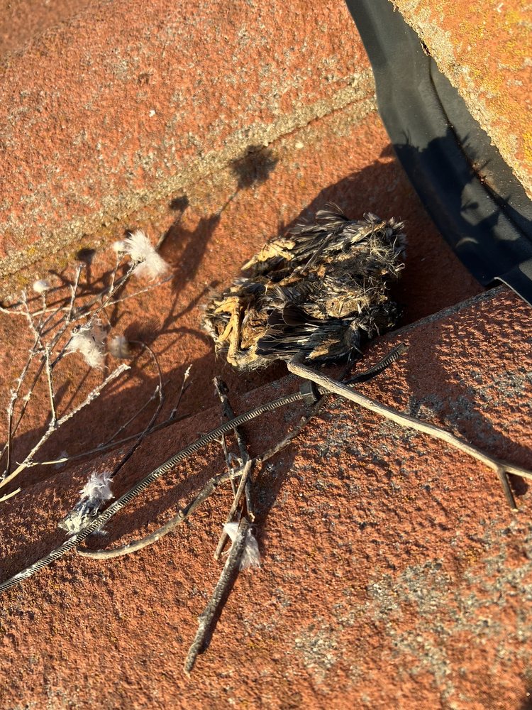 Knock 'Em Out Pest Control