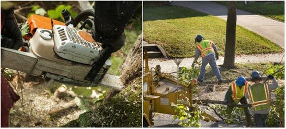 The Tree Surgeon