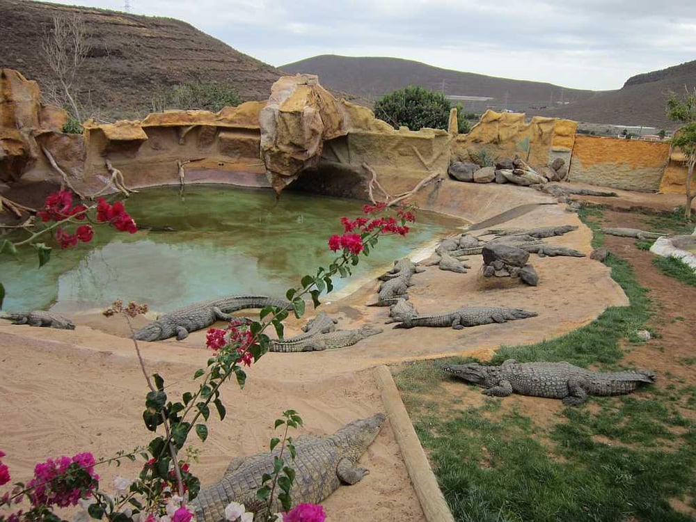Histórias de viagem em redor Cocodrilo Park Gran Canaria