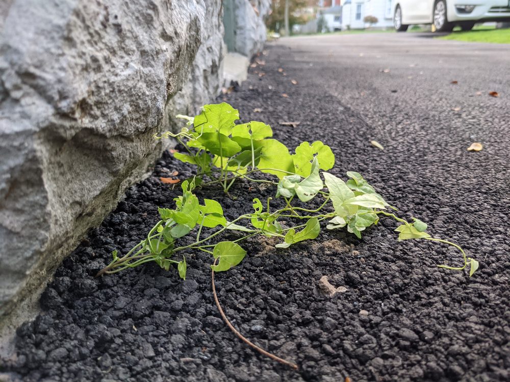 Earth Road Asphalt