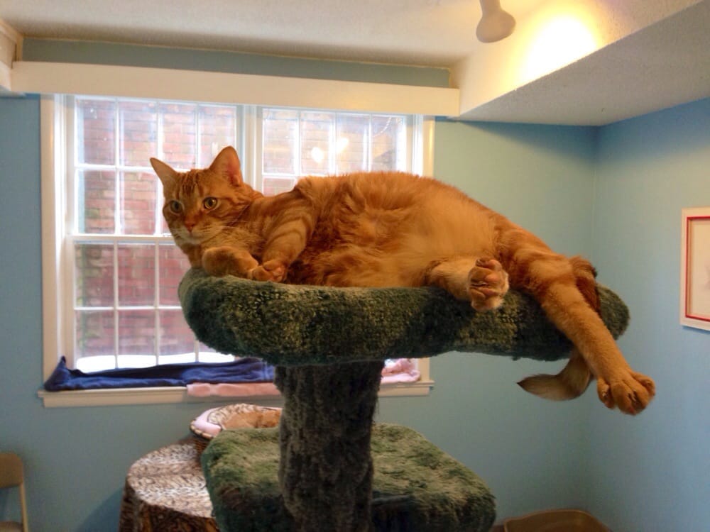 The Humane Society of Fairfax County