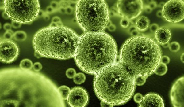 image of business AAA Mold Inspectors