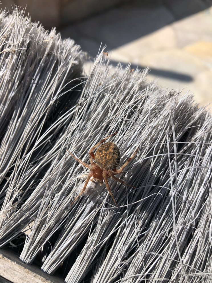 CDTech Pest Control