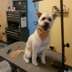 sudzy puppy sudzy puppy 11 photos 43 reviews pet groomers 417 e ogden ave naperville il sudzy puppy sudzy puppy 11 photos 43 reviews pet groomers 417 e ogden ave naperville il