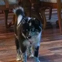 pomskies get quote pet breeders urbanna va phone number
