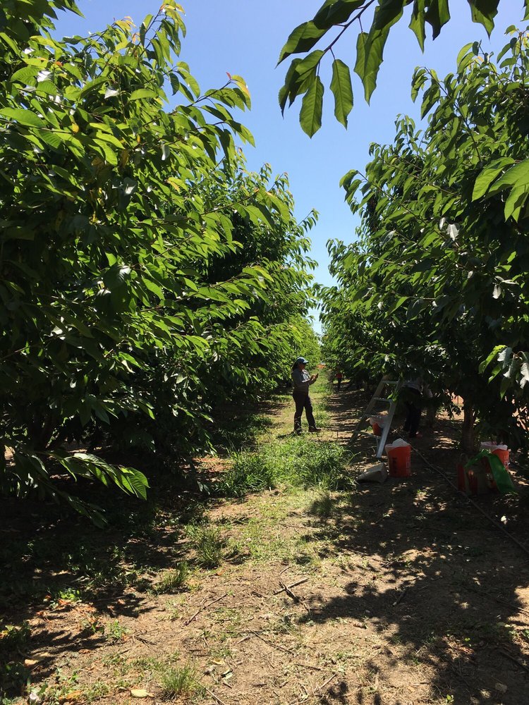 Cherry Time Temp. CLOSED 39 Photos & 21 Reviews Pick Your Own