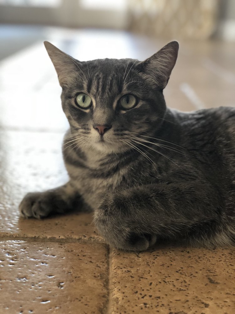 San Diego Pet Services