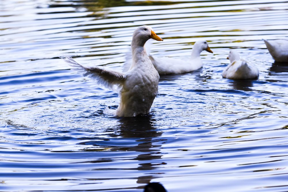 Tanger Family Bicentennial Garden