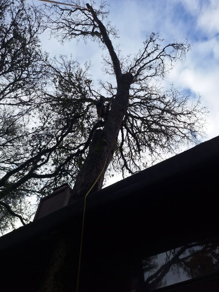 AS Donis Tree Service