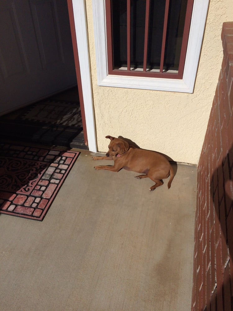 Desert Care Animal Hospital 21 Reviews Veterinarians 15664 Main