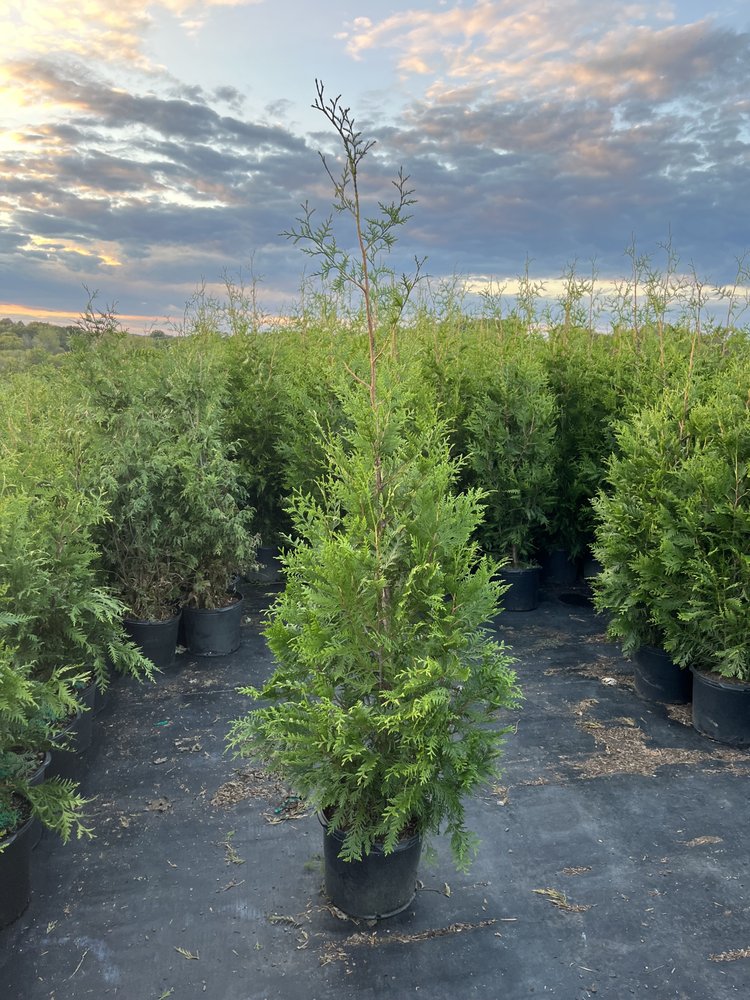 Carolina Privacy Trees