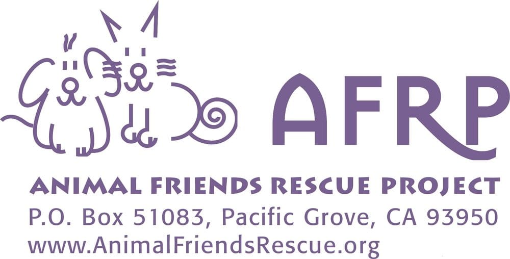 salinas animal shelter carmel dog rescue