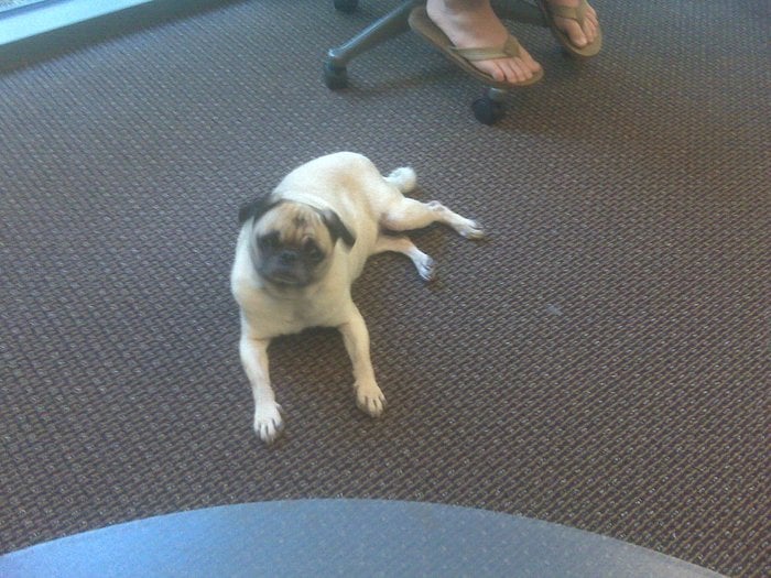pug rescue houston pughearts houston pug rescue animal rescue shelters alvin tx united states pug rescue houston pughearts houston pug rescue animal rescue shelters alvin tx united states