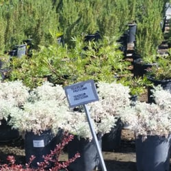 Nurseries Gardening In West Los Angeles Yelp Best Rated West Los Angeles See More Businesses Paramount Nursery