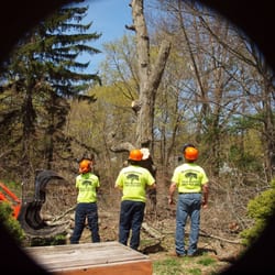 Tree Service Bridgeport  Photo of Northeast Tree Service - Bridgeport, CT, United States ...