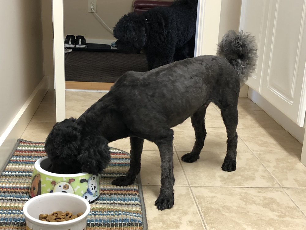 Karynn's Professional Pet Grooming Image