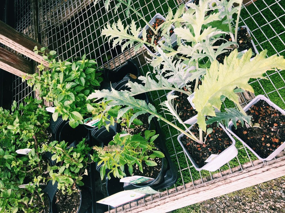 Western Garden Nursery 45 Photos 63 Reviews Nurseries Western Garden Nursery 45 Photos 63 Reviews Nurseries Gardening 2756 Vineyard Ave Pleasanton Ca Phone Number Yelp