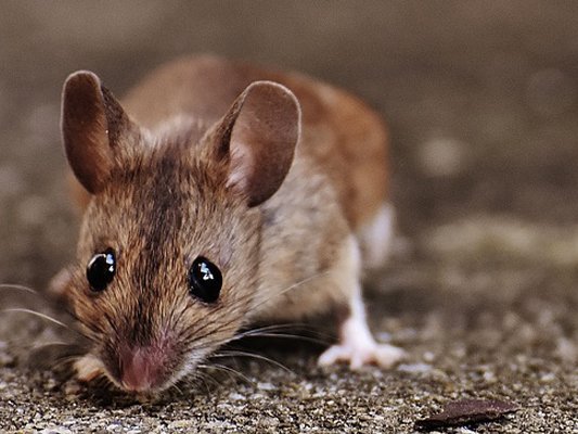 Humane Choice Wildlife Services