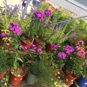 Peti Garden Center 12 Photos Nurseries Gardening 24964 Photo Of Peti Garden Center Bedford Oh United States
