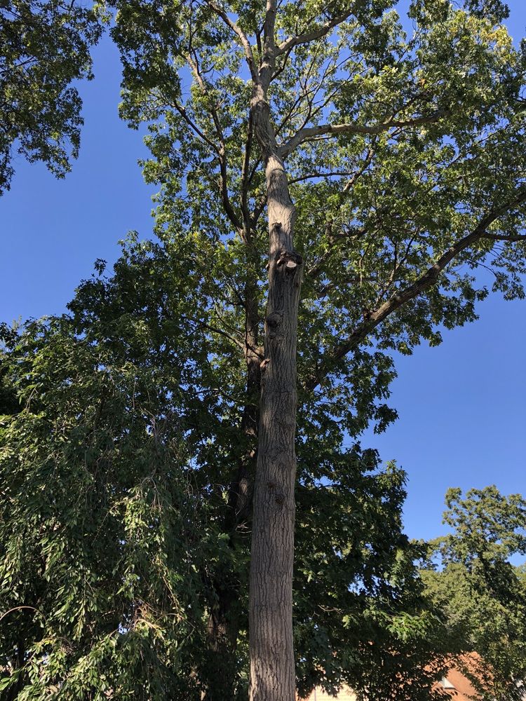 General Tree Service