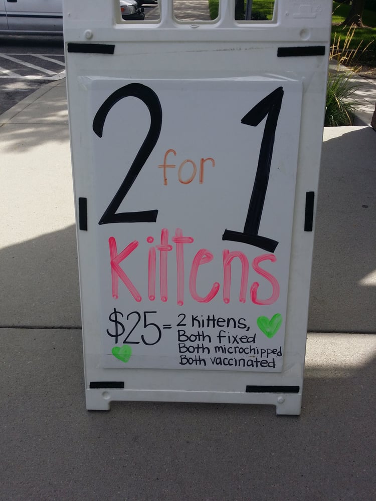 Adopt A Kitten Salt Lake City Adopt A Kitten Salt Lake City
