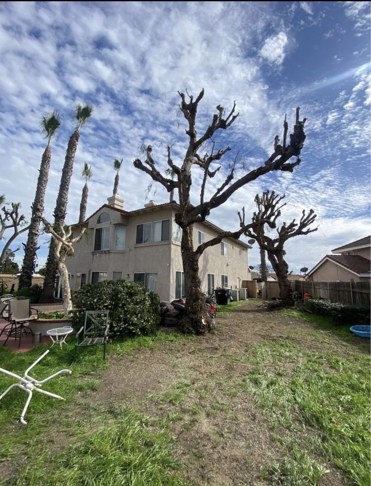 The Tree Guy