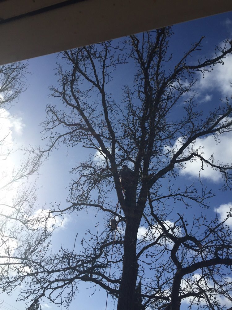 FB Tree Services