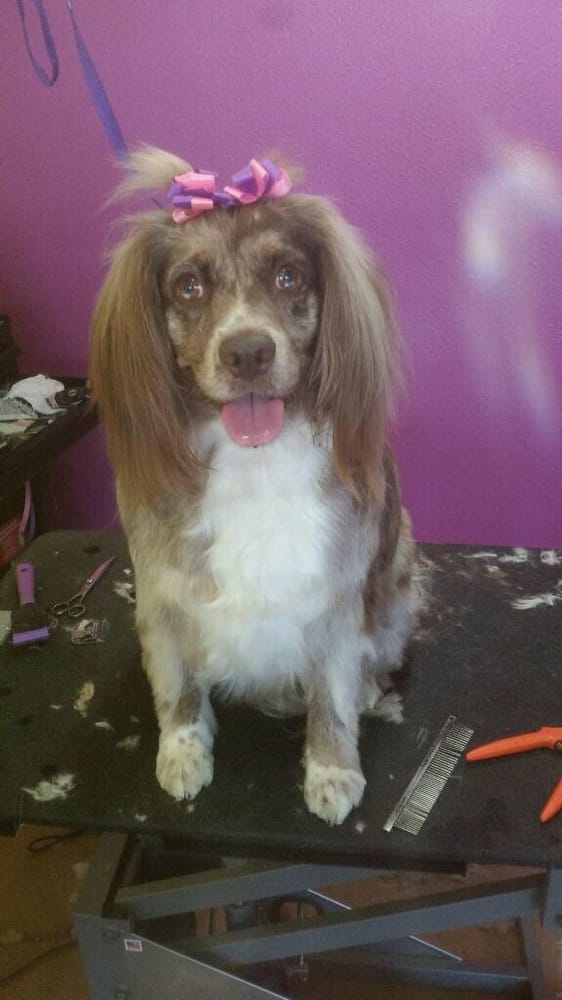 best in show grooming best in show grooming 29 photos 14 reviews pet groomers 519 chetco ave best in show grooming best in show grooming 29 photos 14 reviews pet groomers 519 chetco ave