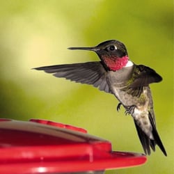 asheville wild birds unlimited pet stores 10 crispin asheville wild birds unlimited pet stores 10 crispin