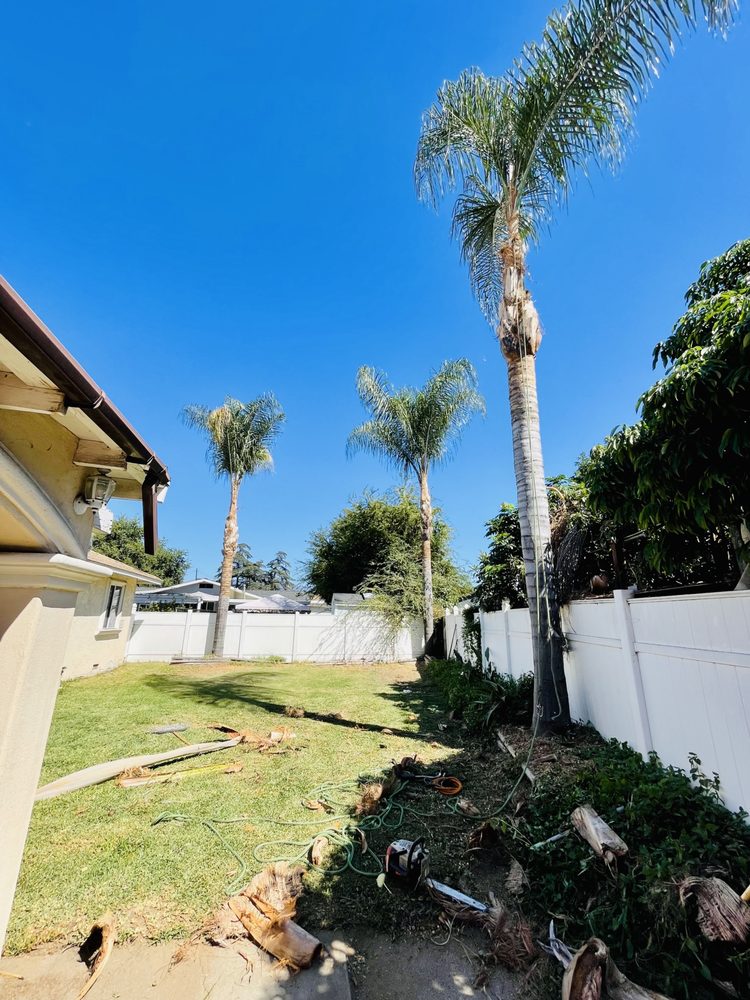 Alex Reyes Tree Services