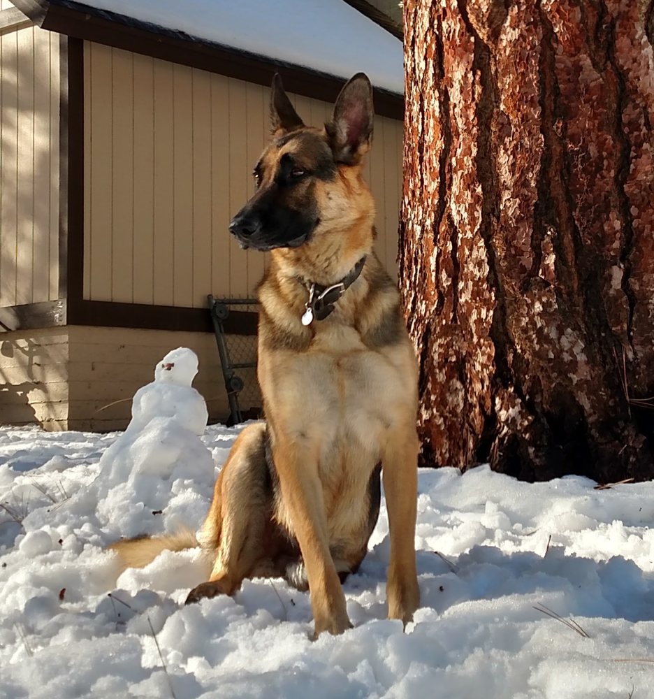 German Shepherd Rescue of Orange County 16 Photos & 59 Reviews Pets Newport Beach, CA