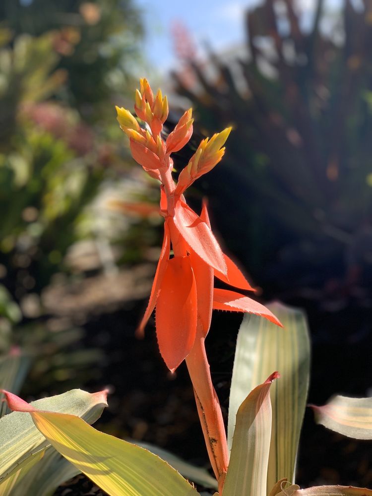 Sundance Orchids & Bromeliads