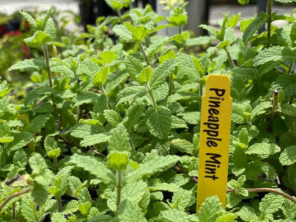 Hazeltine Nurseries