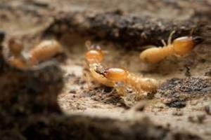 iCi Termite & Pest Control