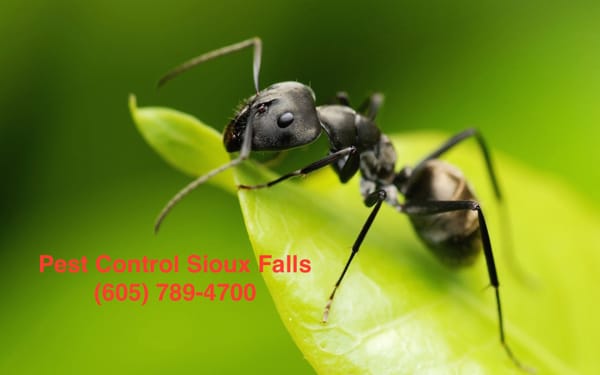 Pest Control Sioux Falls  Pest Control Sioux Falls - Sioux Falls, SD, United States. Best Sioux Falls