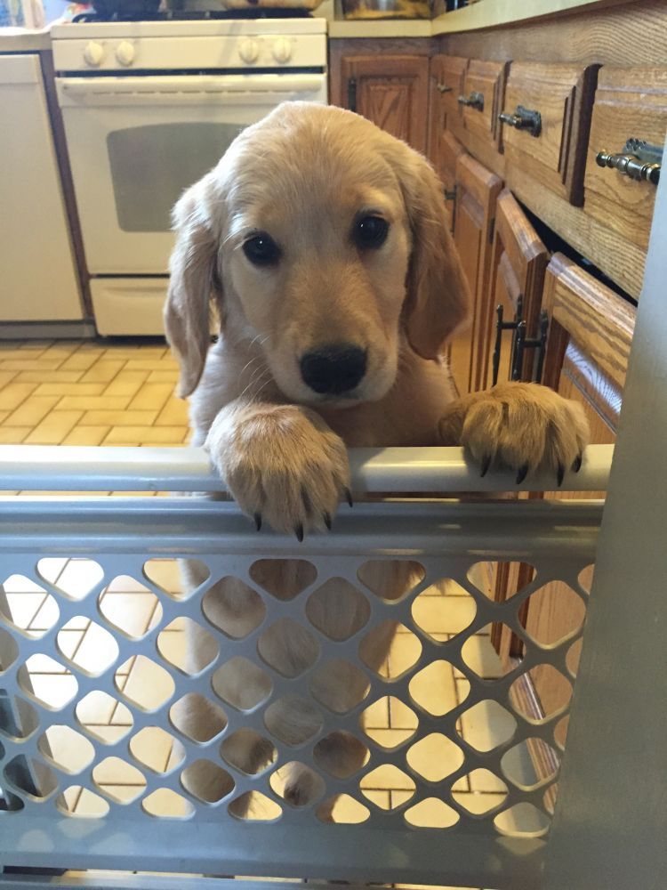 Pet Transport Pro